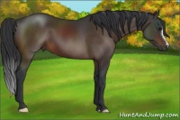 Horse Color:Brown 