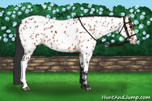 Horse Color:Bay Near Leopard