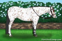 Horse Color:Bay Appaloosa