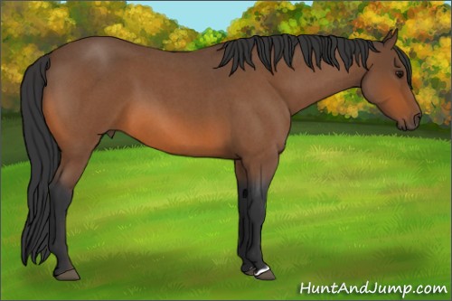 Horse Color:Bay Roan 