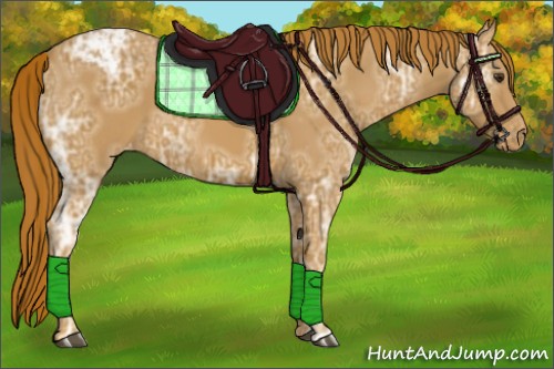 Horse Color:Chestnut Ice Appaloosa 