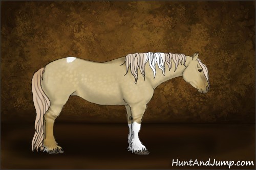 Horse Color:Chocolate Palomino Dun Sabino Tobiano