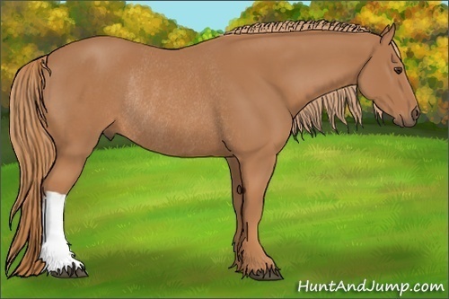 Horse Color:Chestnut Rabicano 