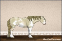 Horse Color:Watercolor Gold Champagne Dun Sabino Frame Rabicano 