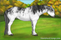 Horse Color:Gray White Spotted Black  and Gray White Spotted Black Frame 
