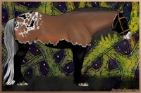 Horse Color:Bay Splash Appaloosa