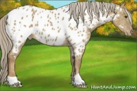 Horse Color:Chocolate Palomino Dun Near Leopard