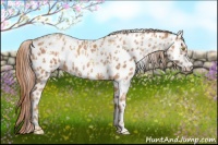 Horse Color:Gold Champagne Appaloosa  and Gold Champagne Appaloosa 