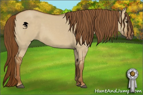Horse Color:Red Dun 