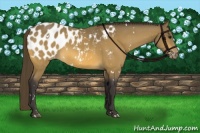 Horse Color:White Spotted Buckskin Appaloosa 