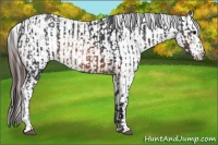 Horse Color:Brown Rabicano and Brown Appaloosa Rabicano