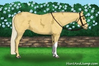 Horse Color:Palomino Ice 