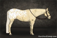 Horse Color:Palomino Ice Sabino Appaloosa 