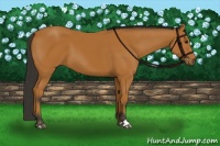 Horse Color:Bay Sabino 