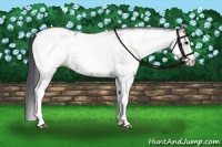 Horse Color:White Spotted Blue Onyx Appaloosa 