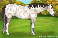 Horse Color:Bay Ice Roan Dun Splash Appaloosa Rabicano 