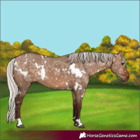 Horse Color:White Spotted Silver Bay Ice Dun 