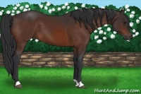 Horse Color:Brown 