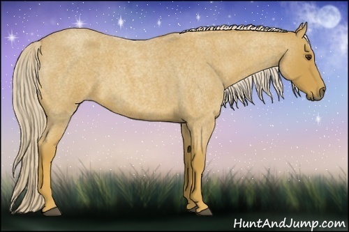 Horse Color:Palomino Roan 