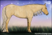 Horse Color:Palomino Roan 