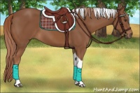 Horse Color:Chestnut Tobiano