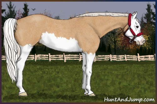 Horse Color:Silver Bay Roan Splash