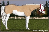 Horse Color:Silver Bay Roan Splash 