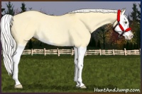 Horse Color:Silver Buckskin Dun Splash Rabicano