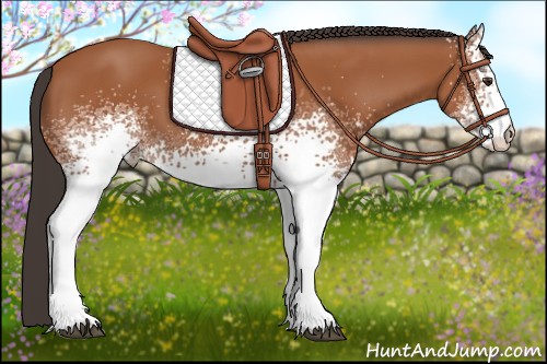 Horse Color:White Spotted Bay