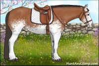 Horse Color:White Spotted Bay