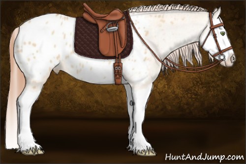 Horse Color:Amber Champagne Dun Splash Appaloosa 