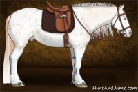 Horse Color:Amber Champagne Dun Splash Appaloosa 