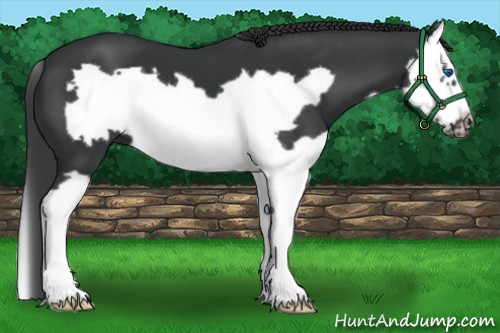 Horse Color:Black Splash Frame 