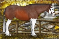 Horse Color:Bay Splash Appaloosa