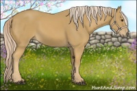 Horse Color:Palomino 