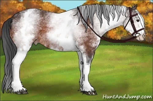 Horse Color:White Spotted Bay