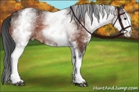 Horse Color:White Spotted Bay 