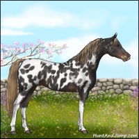 Horse Color:Liver Chestnut Tobiano Near Leopard 