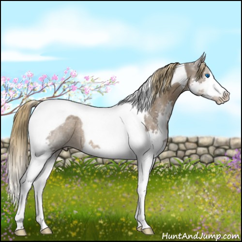 Horse Color:Liver Chestnut Splash Tobiano Rabicano 