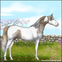 Horse Color:Liver Chestnut Splash Tobiano Rabicano