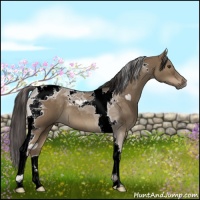 Horse Color:Liver Red Dun Tobiano 