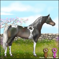 Horse Color:Liver Chestnut Tobiano 