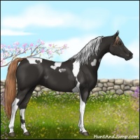 Horse Color:Liver Chestnut Tobiano 