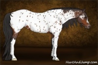 Horse Color:Bay Near Leopard 