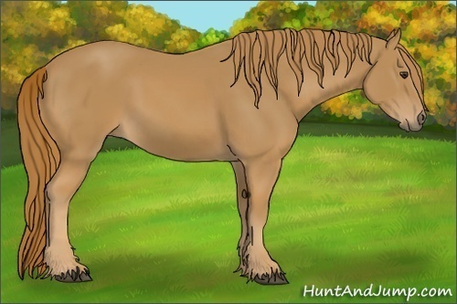 Horse Color:Unknown 