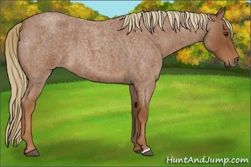 Horse Color:Red Roan 