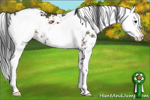 Horse Color:Brown Sabino 