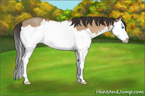 Horse Color:Amber Champagne Roan Splash 