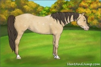 Horse Color:Amber Champagne