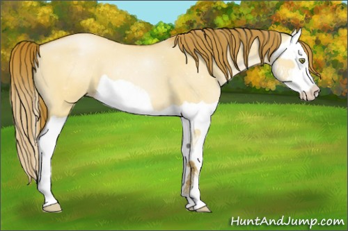 Horse Color:ERROR: UNKNOWN ANOMALY